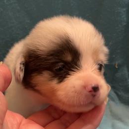 Girl 1 - Blue female Pembroke Welsh Corgi puppy in Moundville, Alabama from Cartee Corgis - Debi Cartee Mills