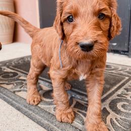 Irish Doodle Puppies from Foxrun Litters