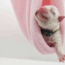 Companion Cross, Maltese, and Maltipoo Puppies from Seeking Shalom Acres Maltese, Maltipoos & Havamalts