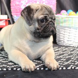 Aussiedoodles, Cavalier King Charles Spaniels, Companion Crosses, French Bulldogs, Goldendoodles, Morkies, Pomskies, Pugs, and Yorkshire Terriers from We R Puppies