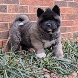Kamari's Girl 1 - Black female Akita puppy in South Carolina from Sierra Mountain Akitas