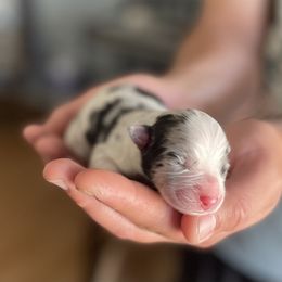 Australian Shepherd Puppies from Country Oaks Farm