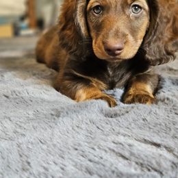 Dachshund Puppies from butter beans babies