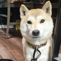 Boston Terriers and Shiba Inu from Diamonds In The Ruff Boston Terriers & Shiba Inus