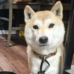 Boston Terriers and Shiba Inu from Diamonds In The Ruff Boston Terriers & Shiba Inus