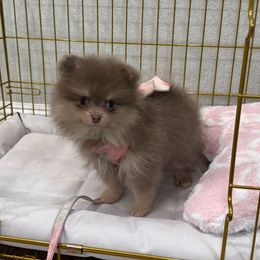 Darla - Lavender female Pomeranian puppy in California from Pawsh Poms