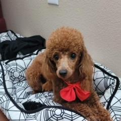 Poodle All Grown Up from Rawkiss Poodles