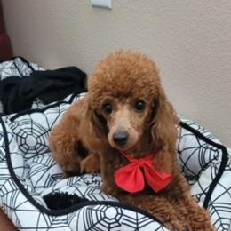 Poodle All Grown Up from Rawkiss Poodles