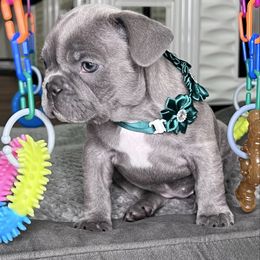 Boo - Brindle female French Bulldog puppy in Spring Creek, Nevada from Rowdy Rowleyz Enshrined Frenchies LLC