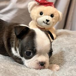 Taylor - Black brindle and white female Boston Terrier puppy in London, Kentucky from Antjie Boston