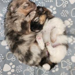 Pomeranian Puppies from POMS OF CBBK