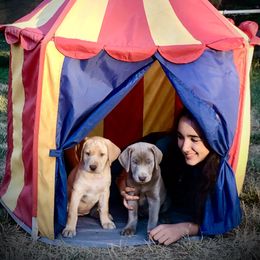 Labrador Retriever Puppies from Silver Platter Chocolate Labs