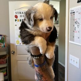 Miniature American Shepherd Puppies from Moonshine Minis