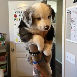 Miniature American Shepherd Puppies from Moonshine Minis