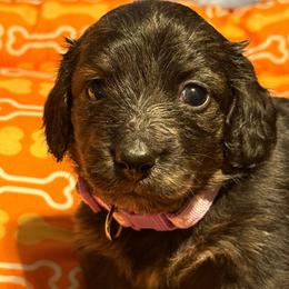 Pink - Brindle female Dachshund puppy in Waukegan, Illinois from Rolling and Howling Basset Hounds and Dachshunds