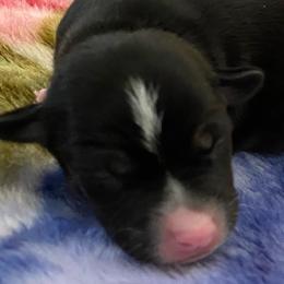 P7M - Black white and tan male Rat Terrier puppy in Groveland, Florida from Blackwood Rat Terriers (Standard)