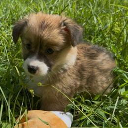 AKC Sable Brown - Sable male Pembroke Welsh Corgi puppy in Summerfield, Florida from Promise Land Farm