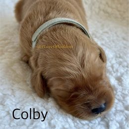 One Male Available - Golden male Golden Retriever puppy in La Verne, California from 4LoveofGoldens