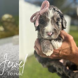 Assorted Doodle Crosses and Bernedoodle Puppies from Gentle Giants Doodle Co.