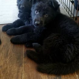 German Shepherd Puppies from Lux GSD