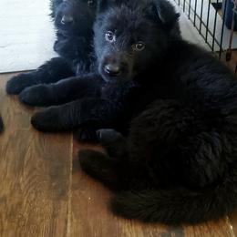 German Shepherd Puppies from Lux GSD