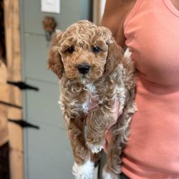 Carousel - Apricot male Goldendoodle puppy in Wharton, Texas from Little Fur Friends