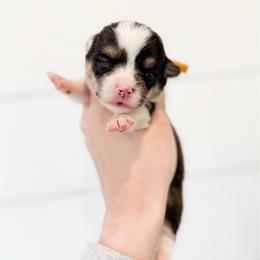 Mad Hatter - Yellow - Black and tan male Pembroke Welsh Corgi puppy in Milan, Georgia from Williams’ Welsh Corgis LLC