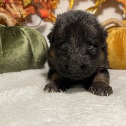 American Corgi and German Shepherd Puppies from Grace Ridge Shepherds and Corgis