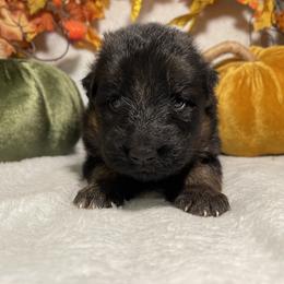 American Corgi and German Shepherd Puppies from Grace Ridge Shepherds and Corgis