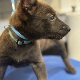 Griswold (Griz) - Silver brindle male Dutch Shepherd puppy in Clarksville, Tennessee from Vuurhart Herders