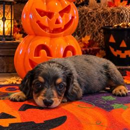 Blair - Black and tan female Dachshund puppy in Hudson, Michigan from Mittentail Kennel Miniature Dachshunds & Australian Shepherds
