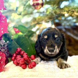 Zuzu (AKC) - Black and cream female Dachshund puppy in Valley Springs, California from Renberg's Elite Dachshunds