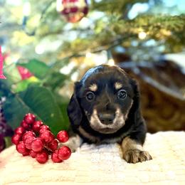 Zuzu (AKC) - Black and cream female Dachshund puppy in Valley Springs, California from Renberg's Elite Dachshunds
