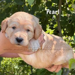 Pearl - Cream female Goldendoodle puppy in Lancaster, Minnesota from North Star Dog Training