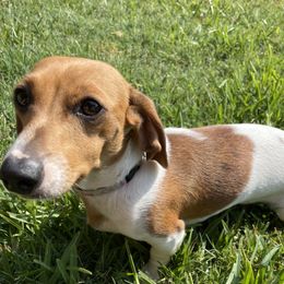 Sweet Tea - Dachshund