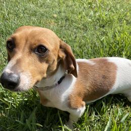 Sweet Tea - Dachshund