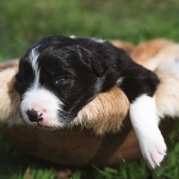 Quizzi - Black and white female Border Collie puppy in Fresno, California from Alpine Tails