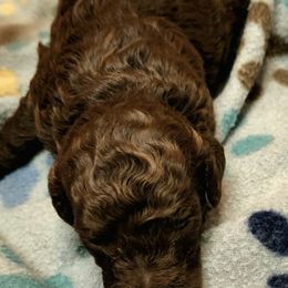 Poodles from Lilobies Poodles