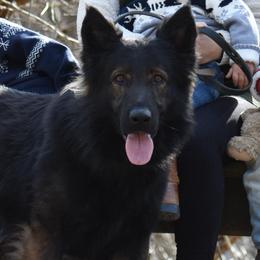Kipper - German Shepherd