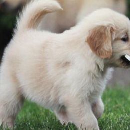 Golden Retriever Puppies from Waynewood Golden Retrievers