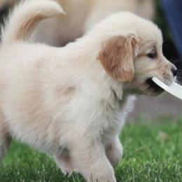 Golden Retriever Puppies from Waynewood Golden Retrievers