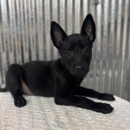 Light Blue - Black male Belgian Malinois puppy in Muskegon, Michigan from Red Acres Working Line K9s