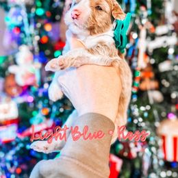 Ross - Fawn and white male Sheepadoodle puppy in Republic, Missouri from DOOD & Co