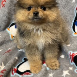 Latte - Red sable female Pomeranian puppy in Corydon, Indiana from Kortes Pomeranians