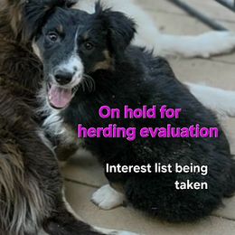 Lady Latigo - Black tri-color female Australian Shepherd puppy in Soccoro County, New Mexico from Zia Country Aussies