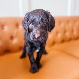 Orion - Chocolate male Goldendoodle puppy in Soddy Daisy, Tennessee from The W Doods