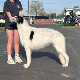 Felix - Borzoi