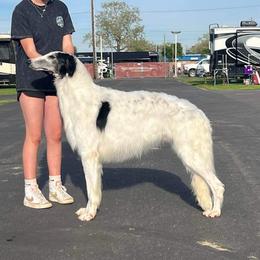 Felix - Borzoi