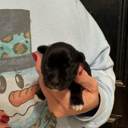 Purple girl - Black and silver female Miniature Schnauzer puppy in Oneonta, Alabama from Murphree Valley Kennels