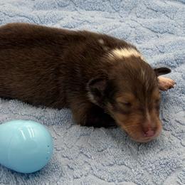 Boy 3 - Sable and white male Shetland Sheepdog puppy in Pensacola, Florida from Nancy Barger's Siberian Huskies